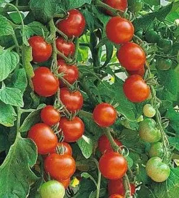 Tomaten: Gardener’s Ecstasy