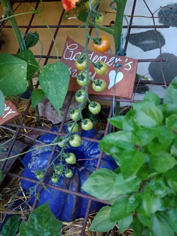 Tomaten: Gardener