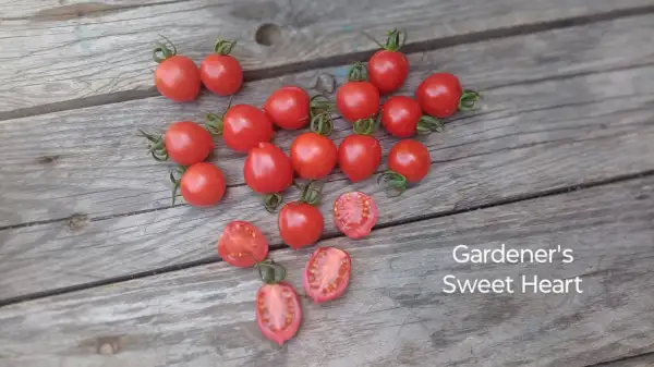 Tomaten: Gardener