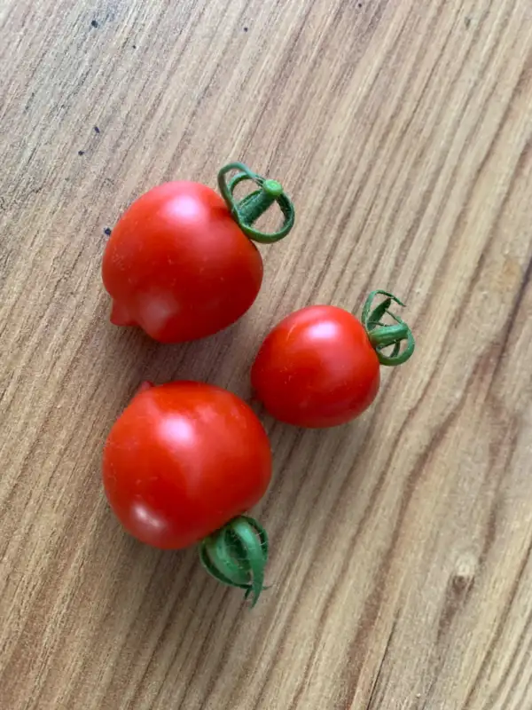 Tomaten: Gardener‘s Sweetheart