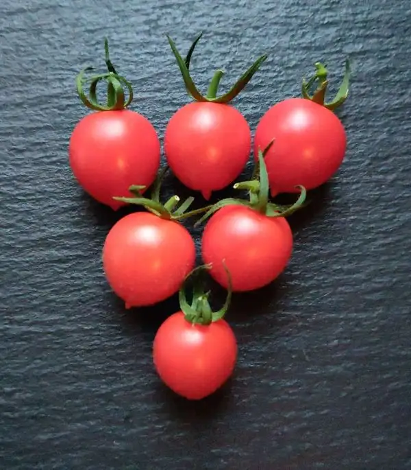 Tomaten: Gardener’s Sweetheart