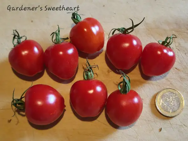 Tomaten: Gardener´s Sweetheart