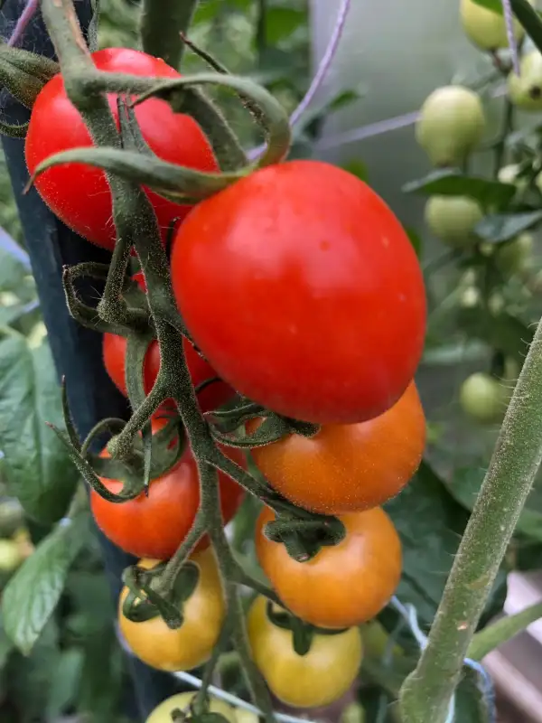 Tomaten: Gardener Sweet Heart