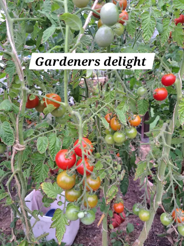 Tomaten: gardeners Delight