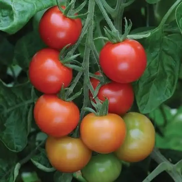 Tomaten: gardeners Delight