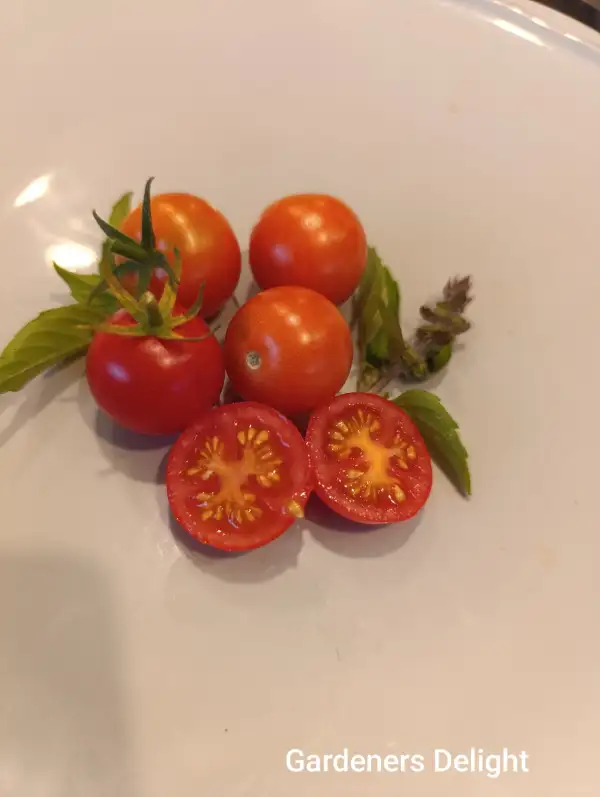 Tomaten: gardeners Delight