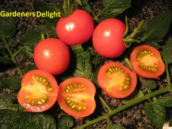 Tomaten: gardeners Delight