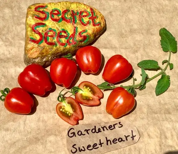 Tomaten: Gardeners Sweetheart