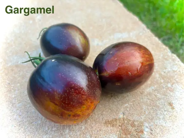 Tomaten: Gargamel