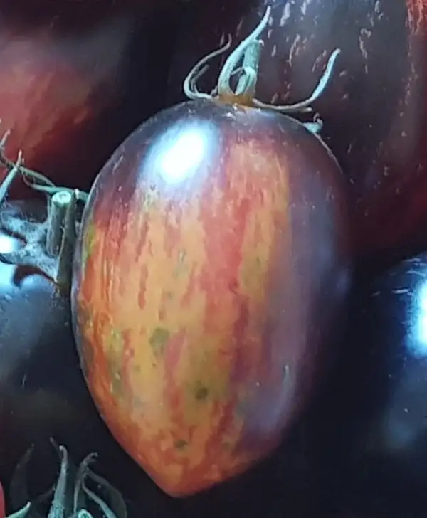 Tomaten: Gargamel