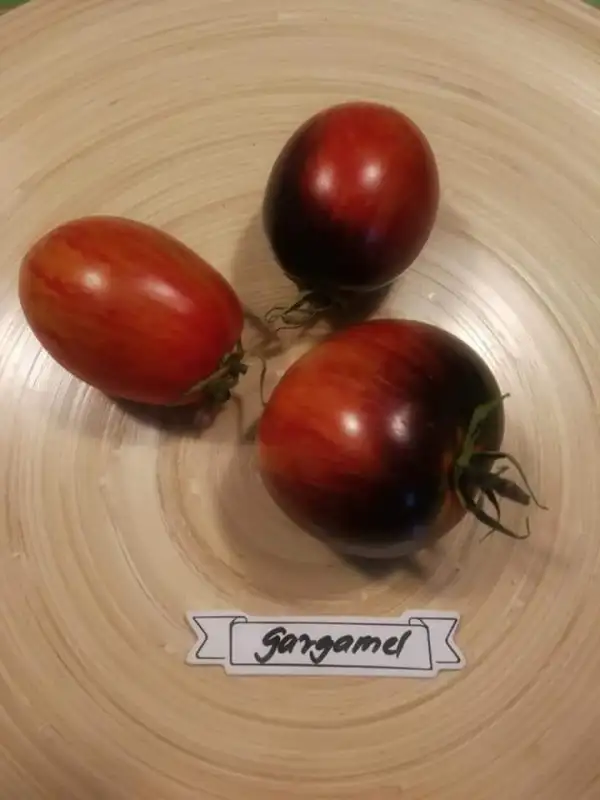 Tomaten: Gargamel