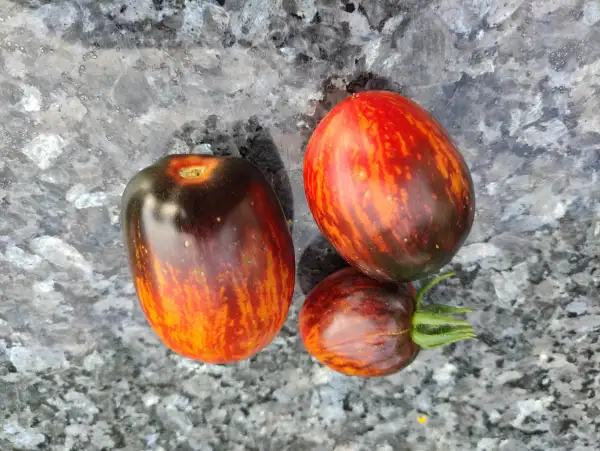 Tomaten: Gargamel