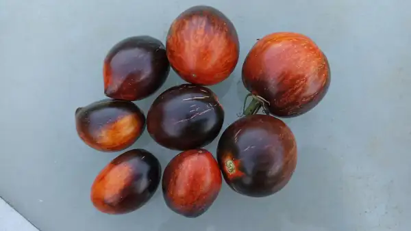 Tomaten: Gargamel