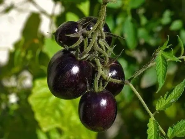 Tomaten: Gargamel