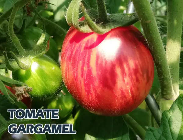 Tomaten: Gargamel