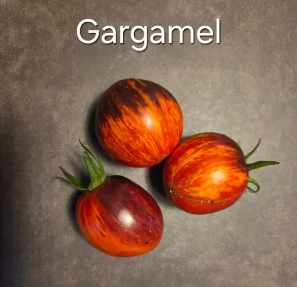 Tomaten: Gargamel