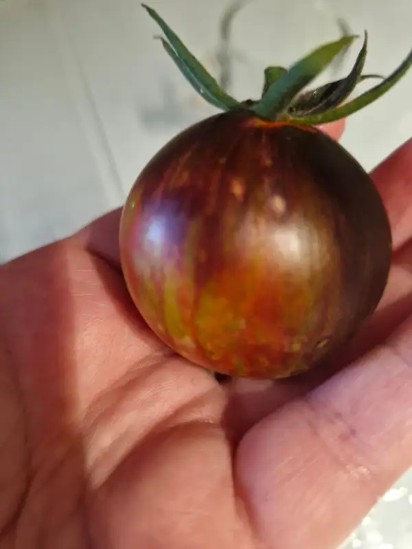 Tomaten: Gargamel