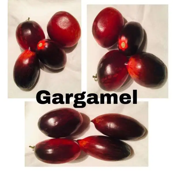 Tomaten: Gargamel