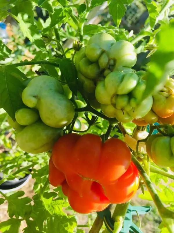 Tomaten: Garlic Knoblauch Tomate