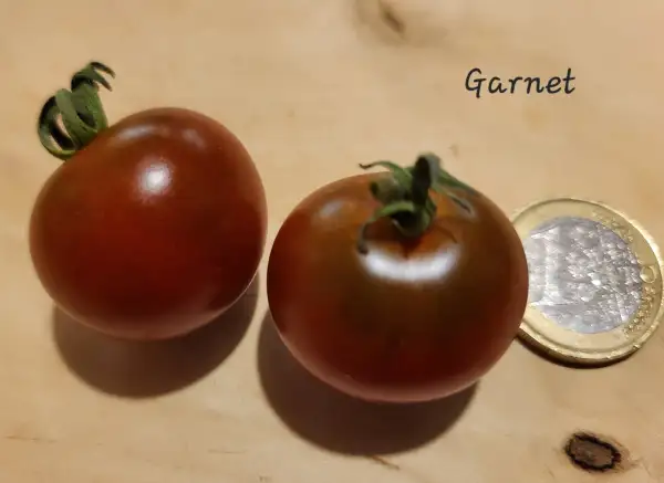 Tomaten: Garnet
