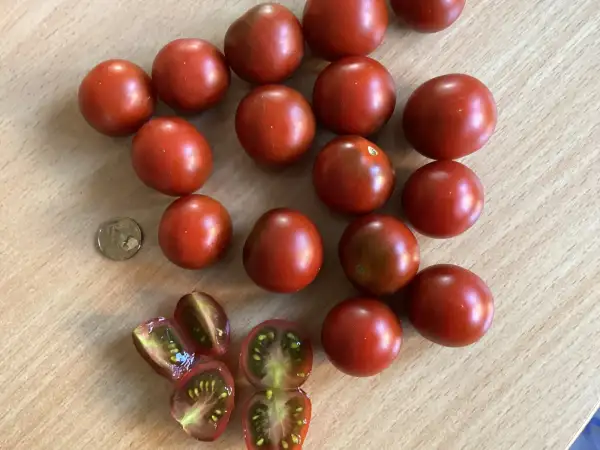 Tomaten: Garnet