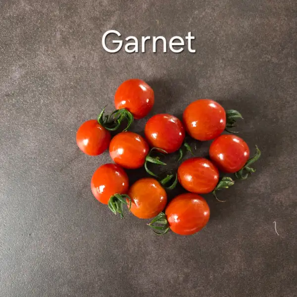 Tomaten: Garnet