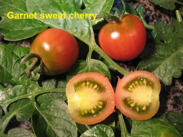 Tomaten: Garnet sweet cherry