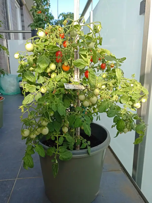 Tomaten: Garten Perle