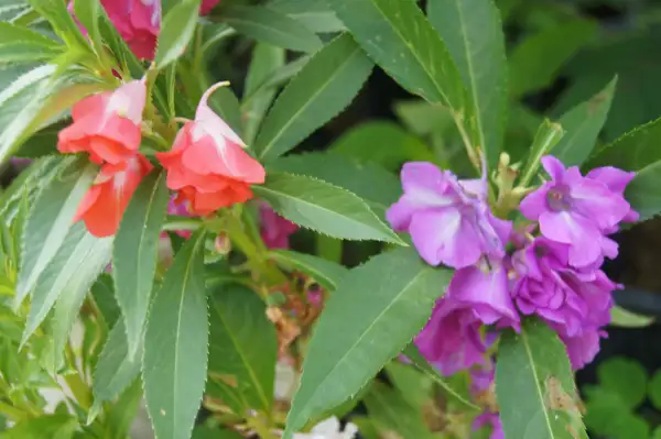 Blumen: Gartenbalsaminen