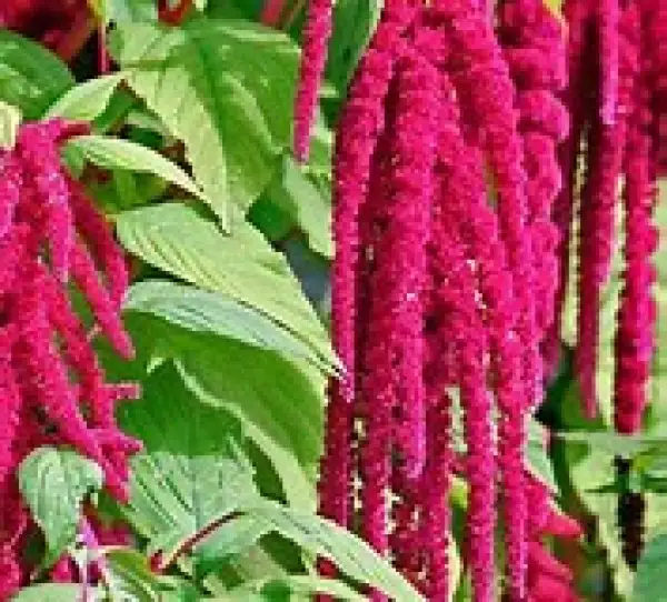 Blumen: Gartenfuchsschwanz, hängend
