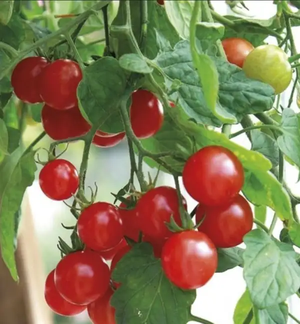 Tomaten: Gartenperle