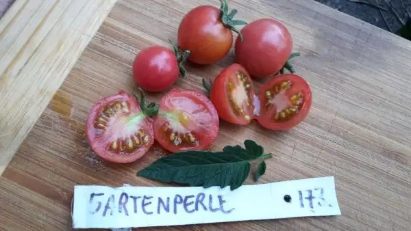 Tomaten: Gartenperle