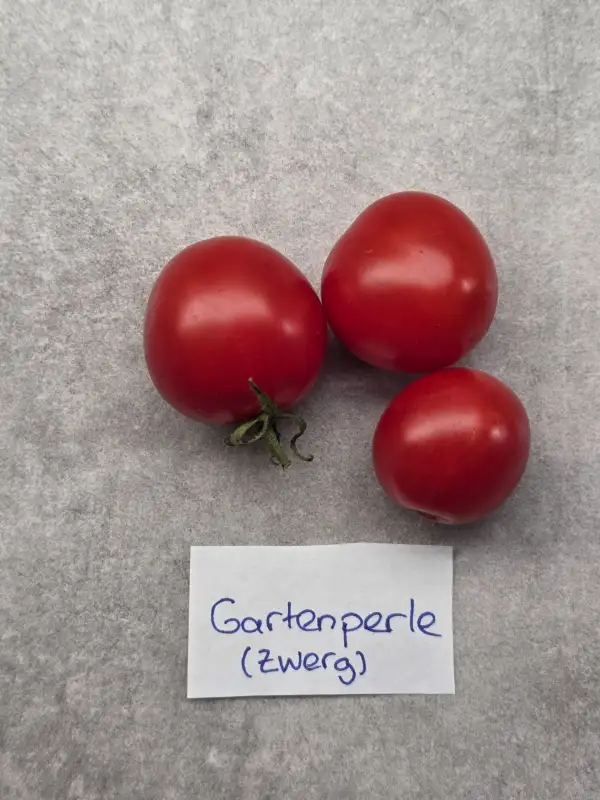 Tomaten: Gartenperle