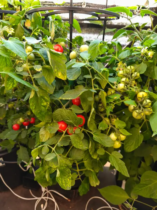 Tomaten: Gartenperle