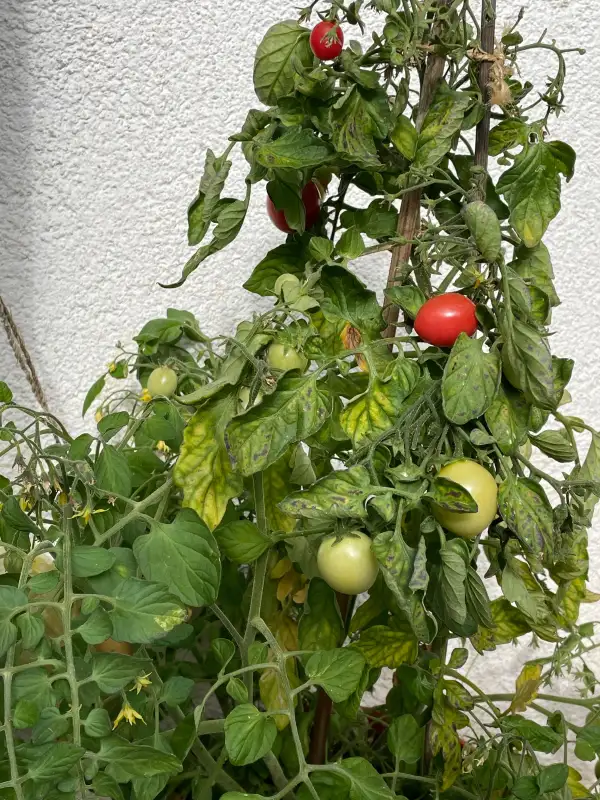 Tomaten: Gartenperle