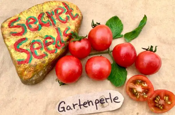 Tomaten: Gartenperle