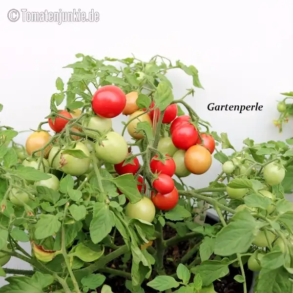 Tomaten: Gartenperle