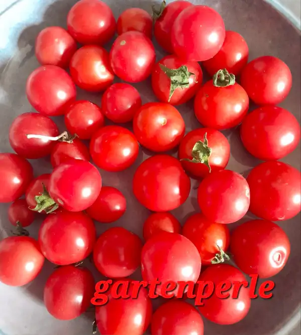 Tomaten: Gartenperle, Buschtomate