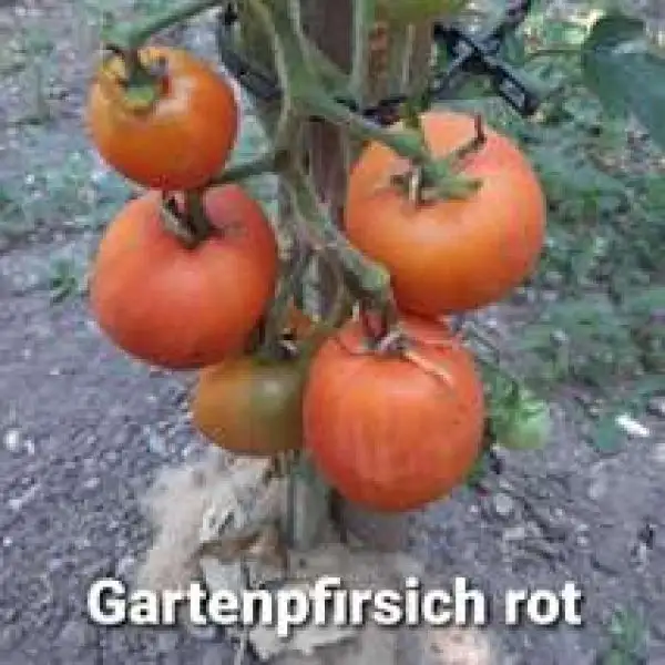 Tomaten: Gartenpfirsich rot