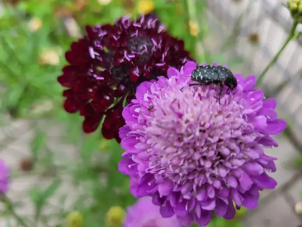 Blumen: Gartenskabiose, scabiosa atropurpurea