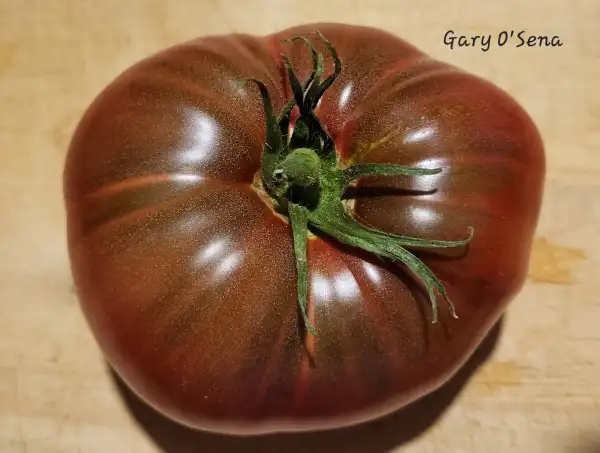 Tomaten: Gary O´Sena