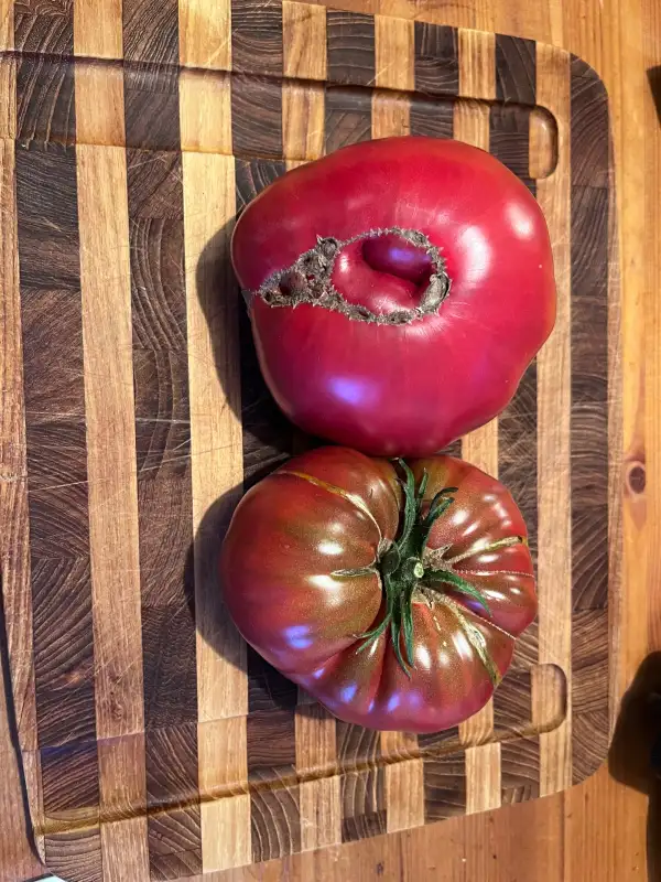 Tomaten: Gary O‘sena