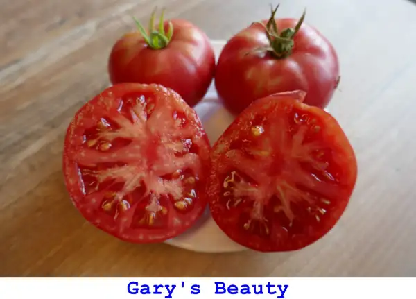 Tomaten: Gary’s Beauty