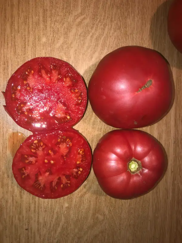 Tomaten: Gasconne