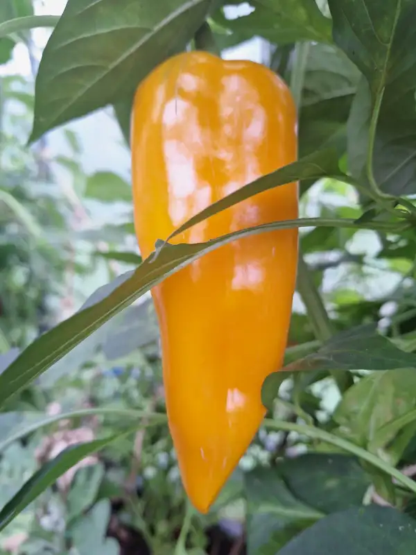 Chili / Paprika: Gathers gold Sweet - Paprika