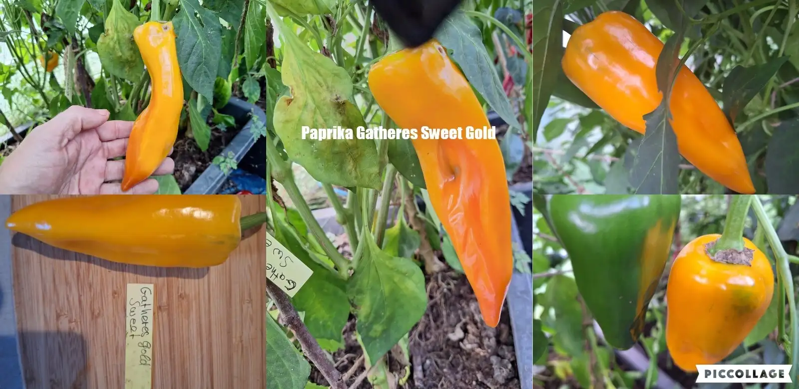 Chili / Paprika: Gathers gold Sweet - Paprika