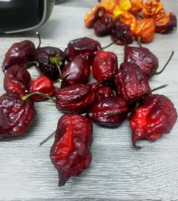Chili: Gator Jigsaw Purple