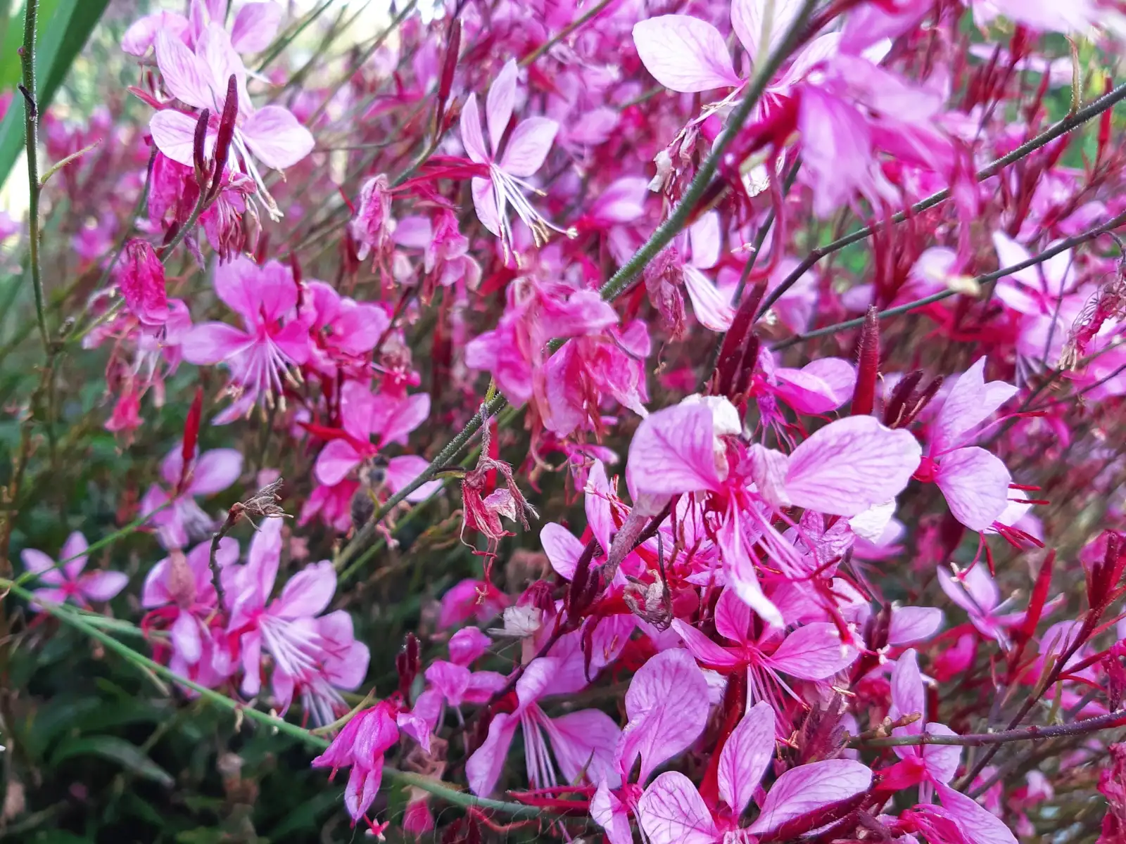 Stauden / Gehölz: Gaura lindheimeri 