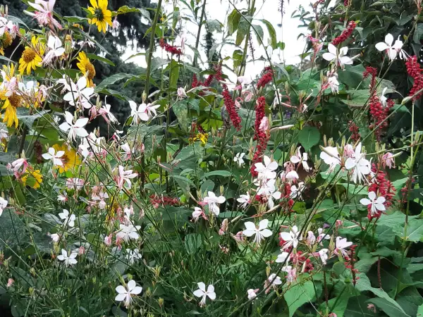 Stauden / Gehölz: Gaura lindheimeri 