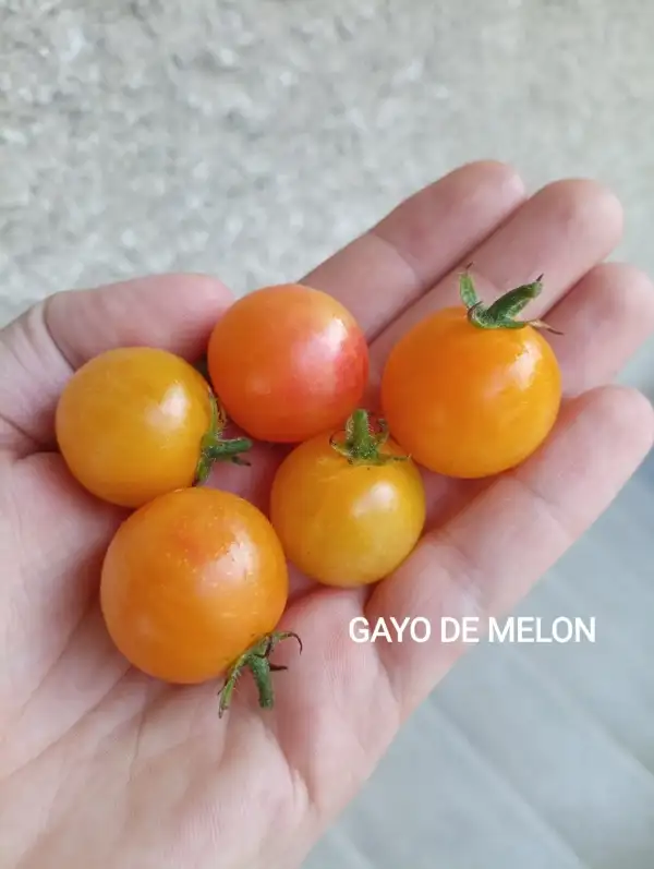 Tomaten: Gayo de Melon